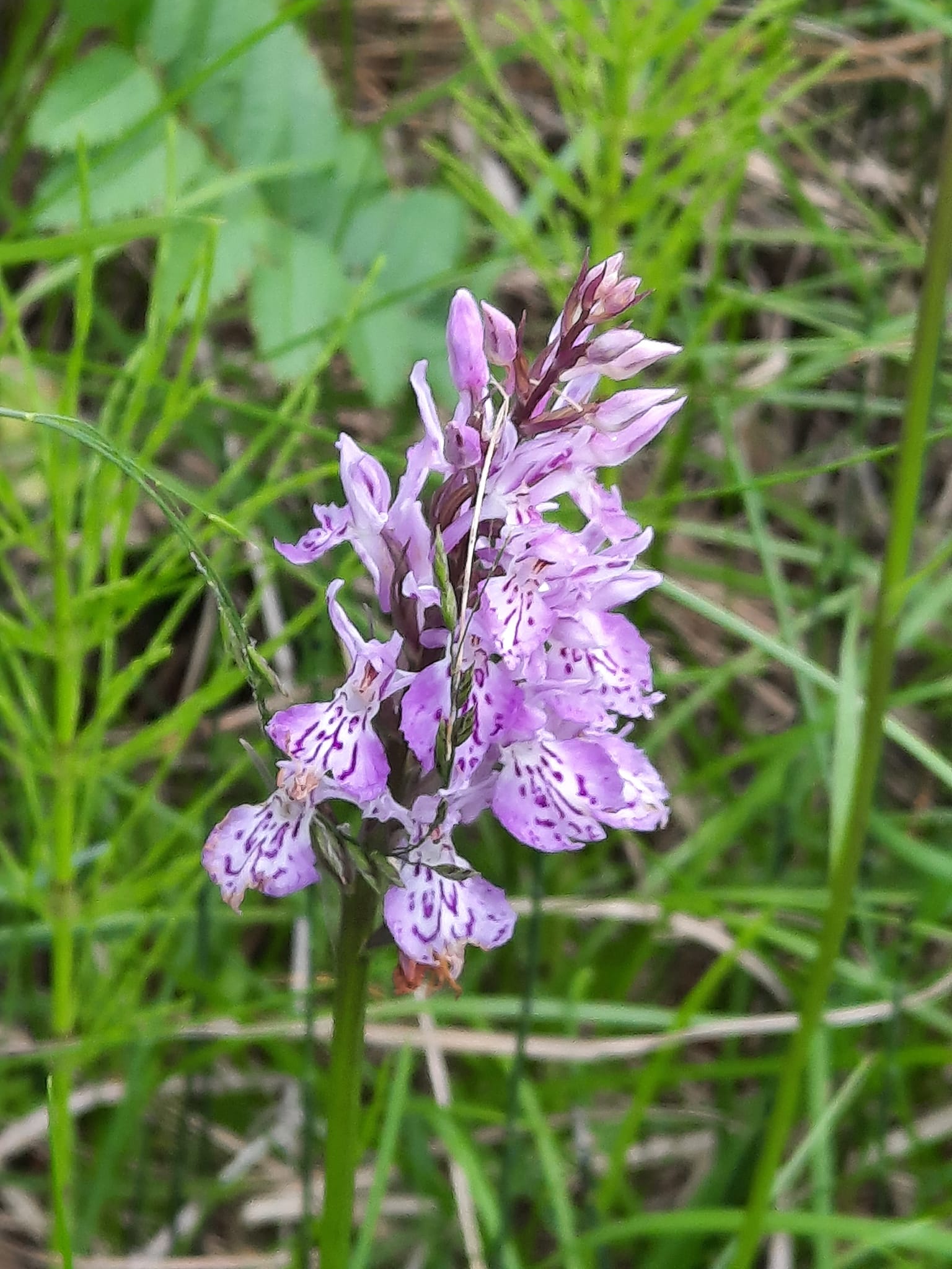 Protection flore et faune